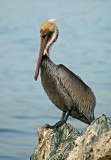 Island Pelican