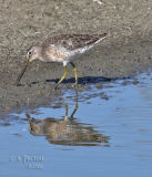 Short-billed or long-billed?