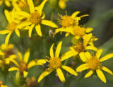 Brewers Butterweed ( Senecio breweri)