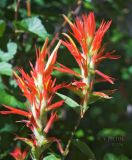 Indian Paintbrush