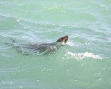 Hout Bay Cape Fur Seals