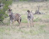 Burchells Zebra - Two Foals