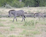 Burchells Zebra - Mare and Foal