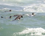 Seals, Cape Fur-122812-Hout Bay, South Africa-#0107.jpg