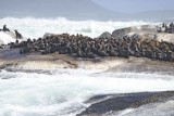 Seals, Cape Fur-122812-Hout Bay, South Africa-#0185.jpg