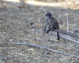 Babbon, Chacma-122912-Table Mtn Natl Park, South Africa-#0075.jpg