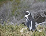 Penguin, African-122912-Boulders Beach, Table Mtn Natl Park, South Africa-#0583.jpg