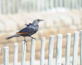 Starling, Red-Winged, Female-122912-Table Mtn Natl Park, South Africa-#0313.jpg