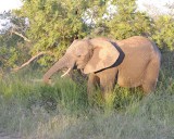 Elephant, African-123012-Kruger National Park, South Africa-#0909.jpg