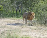 Lion, Male-123012-Kruger National Park, South Africa-#0027.jpg