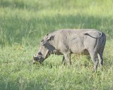 Warthog-123012-Kruger National Park, South Africa-#0580.jpg