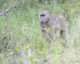 Baboon, Chacma-123112-Kruger National Park, South Africa-#2067.jpg