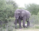 Elephant, African, Bull, in Musk-123112-Kruger National Park, South Africa-#0151.jpg