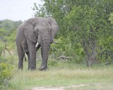 Elephant, African, Bull, in Musk-123112-Kruger National Park, South Africa-#0314.jpg