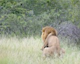 Lions, Male & Female Mating-123112-Kruger National Park, South Africa-#1693.jpg