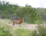 Lions, Male & Female-123112-Kruger National Park, South Africa-#1527.jpg