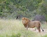 Lions, Male & Female-123112-Kruger National Park, South Africa-#1587.jpg