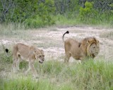 Lions, Male & Female-123112-Kruger National Park, South Africa-#1724.jpg