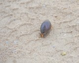 Snail, Giant Land-123112-Kruger National Park, South Africa-#0599.jpg