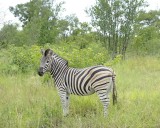 Zebra, Burchells-123112-Kruger National Park, South Africa-#1086.jpg