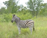 Zebra, Burchells-123112-Kruger National Park, South Africa-#1089.jpg