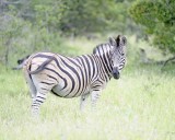 Zebra, Burchells-123112-Kruger National Park, South Africa-#1261.jpg
