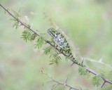Chameleon, Flap-necked--010113-Kruger National Park, South Africa-#1437.jpg