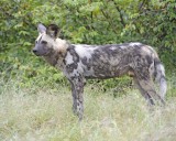 Gallery of African Wild Dog