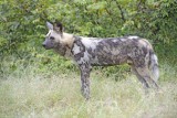 Dog, African Wild, Male-010113-Kruger National Park, South Africa-#2202-.jpg