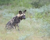 Dog, African Wild-010113-Kruger National Park, South Africa-#0525.jpg