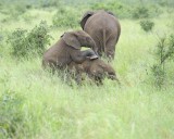 Elephant, African, 2 Calves-010113-Kruger National Park, South Africa-#1681.jpg
