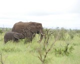 Elephant, African, Cow & Calf-010113-Kruger National Park, South Africa-#1186.jpg