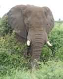 Elephant, African-010113-Kruger National Park, South Africa-#0994.jpg