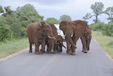 Elephants, African, Herd reacting to Lions-010113-Kruger National Park, South Africa-#0941.jpg