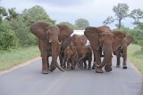 Elephants, African, Herd reacting to Lions-010113-Kruger National Park, South Africa-#0952.jpg