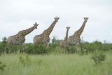 Giraffe, South African, Herd-010113-Kruger National Park, South Africa-#1359.jpg
