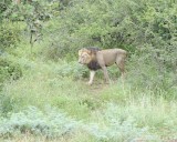 Lion, Male-010113-Kruger National Park, South Africa-#0927.jpg