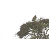Vulture, Lappet-faced-010113-Kruger National Park, South Africa-#2601.jpg