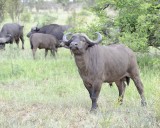 Buffalo, Cape, Bull-010313-Kruger National Park, South Africa-#0230.jpg