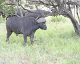 Buffalo, Cape, Bull-010313-Kruger National Park, South Africa-#0261.jpg