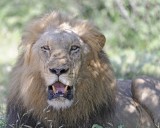 Lion, Male-010313-Kruger National Park, South Africa-#1222.jpg