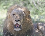 Lion, Male-010313-Kruger National Park, South Africa-#1227.jpg