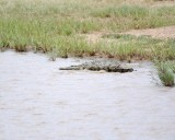 Crocodile, Nile-010213-Kruger National Park, South Africa-#1158.jpg