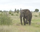 Elephant, African-010213-Kruger National Park, South Africa-#3242.jpg