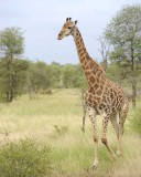 Giraffe, South African-010213-Kruger National Park, South Africa-#3718.jpg
