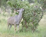 Kudu, Greater, Buck-010213-Kruger National Park, South Africa-#0026.jpg
