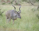 Kudu, Greater, Buck-010213-Kruger National Park, South Africa-#1587.jpg