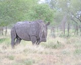 Rhinoceros, White-010213-Kruger National Park, South Africa-#1966.jpg
