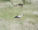 Stork, White-010213-Kruger National Park, South Africa-#0079.jpg