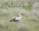 Stork, White-010213-Kruger National Park, South Africa-#0155.jpg